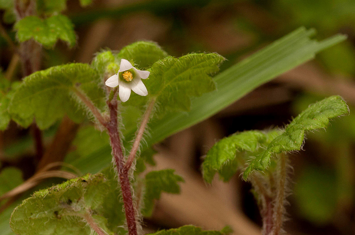 Ardisiandra wettsteinii Ardisiandra wettsteinii
