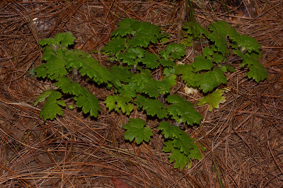 Ardisiandra wettsteinii