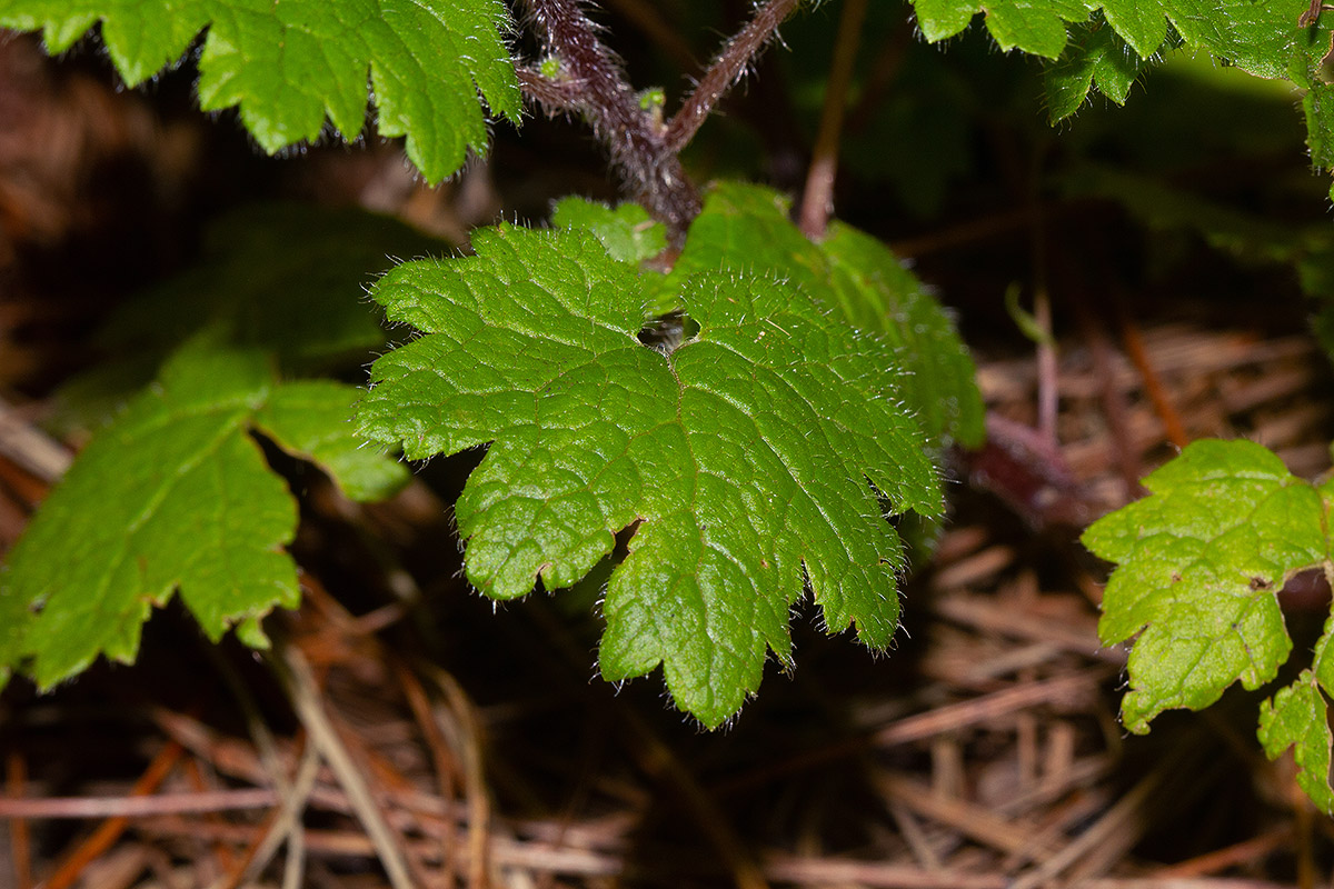 Ardisiandra wettsteinii