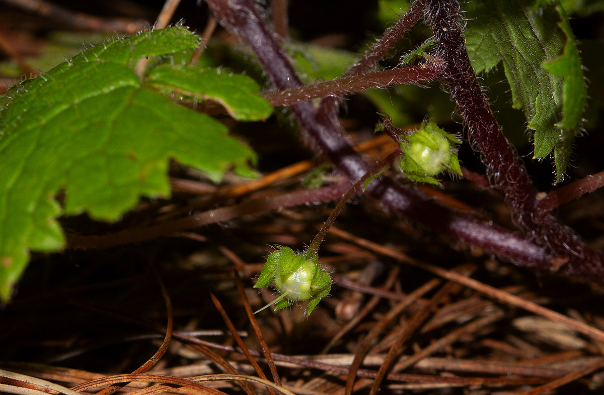 Ardisiandra wettsteinii