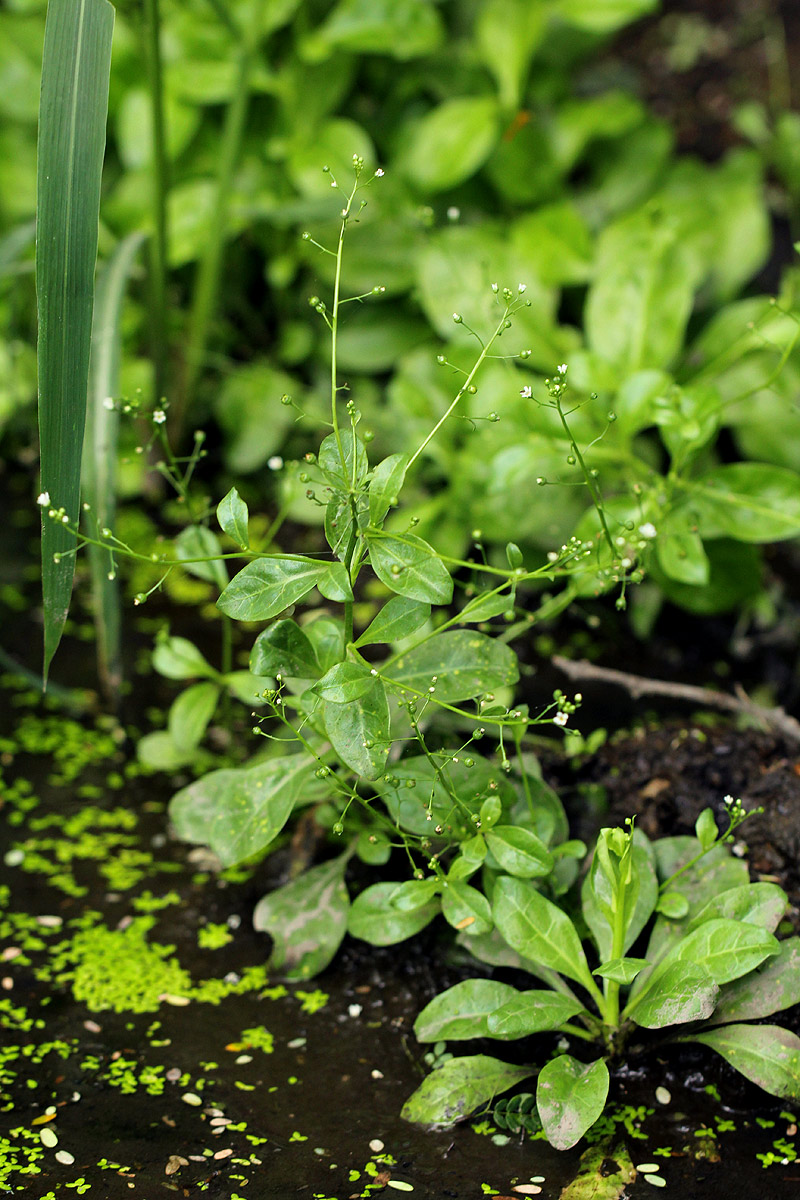 Samolus valerandi var. valerandi Samolus valerandi var. valerandi