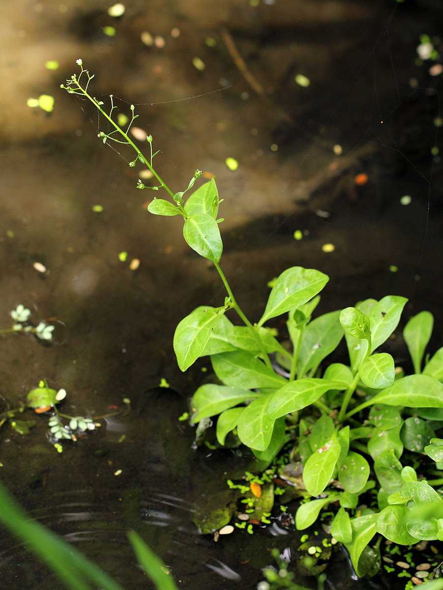 Samolus valerandi var. valerandi