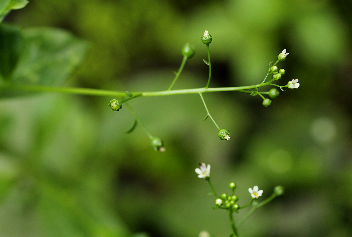 Samolus valerandi var. valerandi