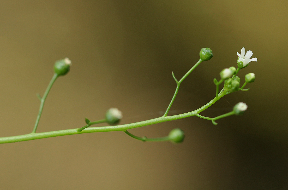 Samolus valerandi var. valerandi Samolus valerandi var. valerandi
