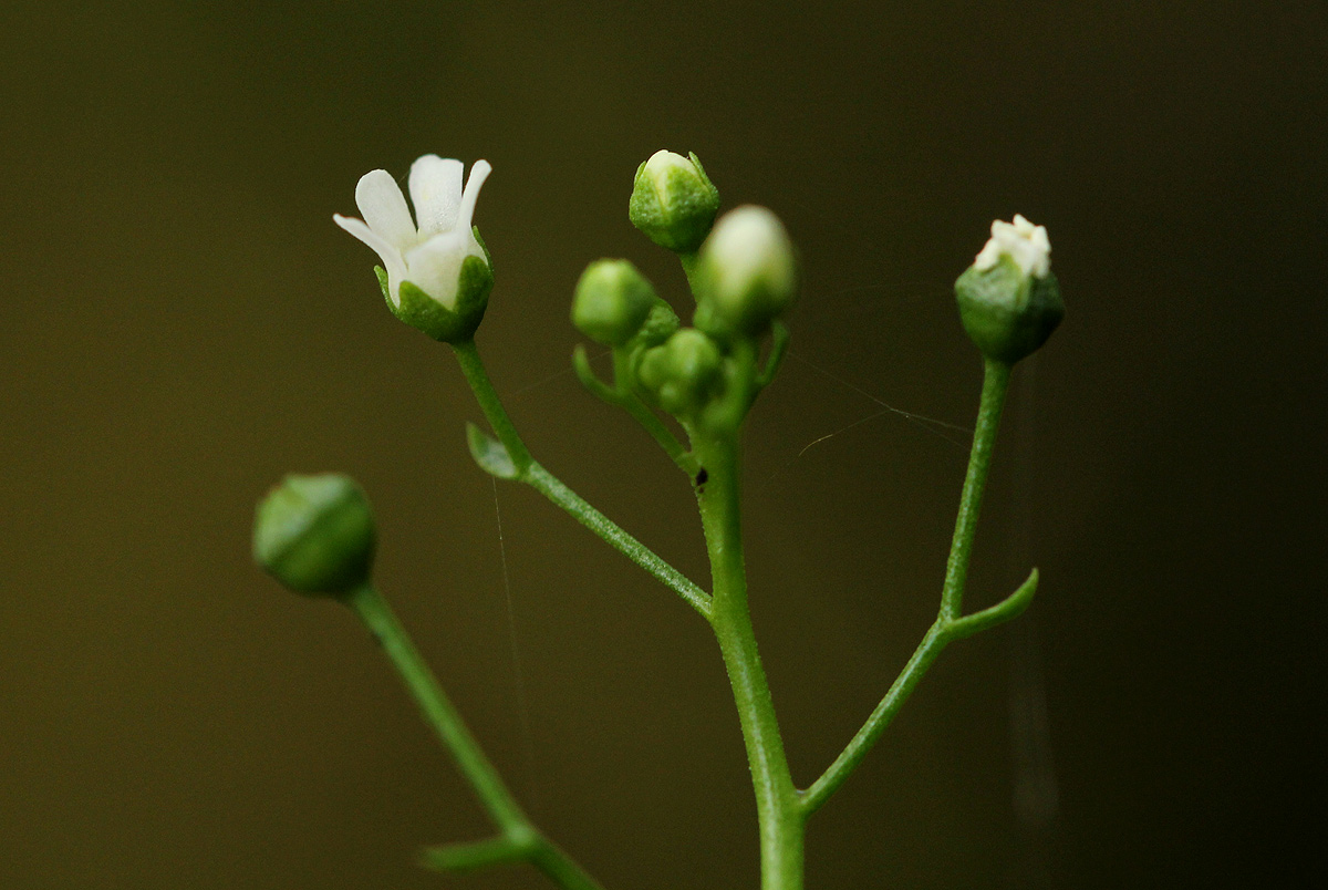 Samolus valerandi var. valerandi