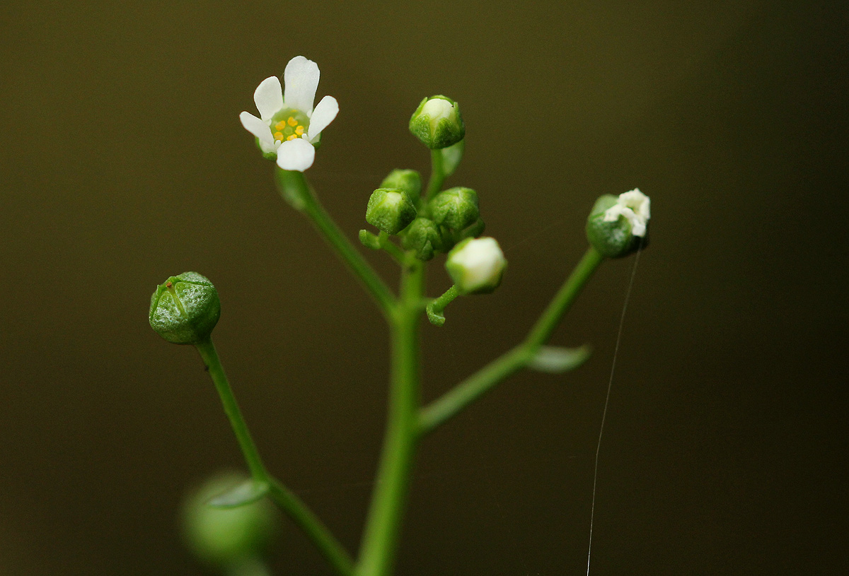 Samolus valerandi var. valerandi