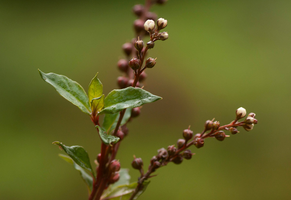 Lysimachia ruhmeriana