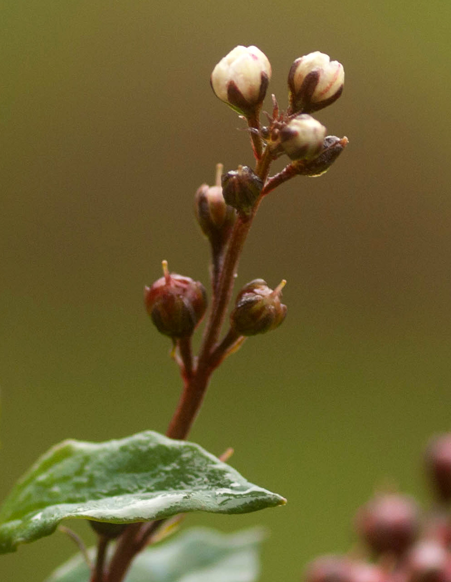 Lysimachia ruhmeriana