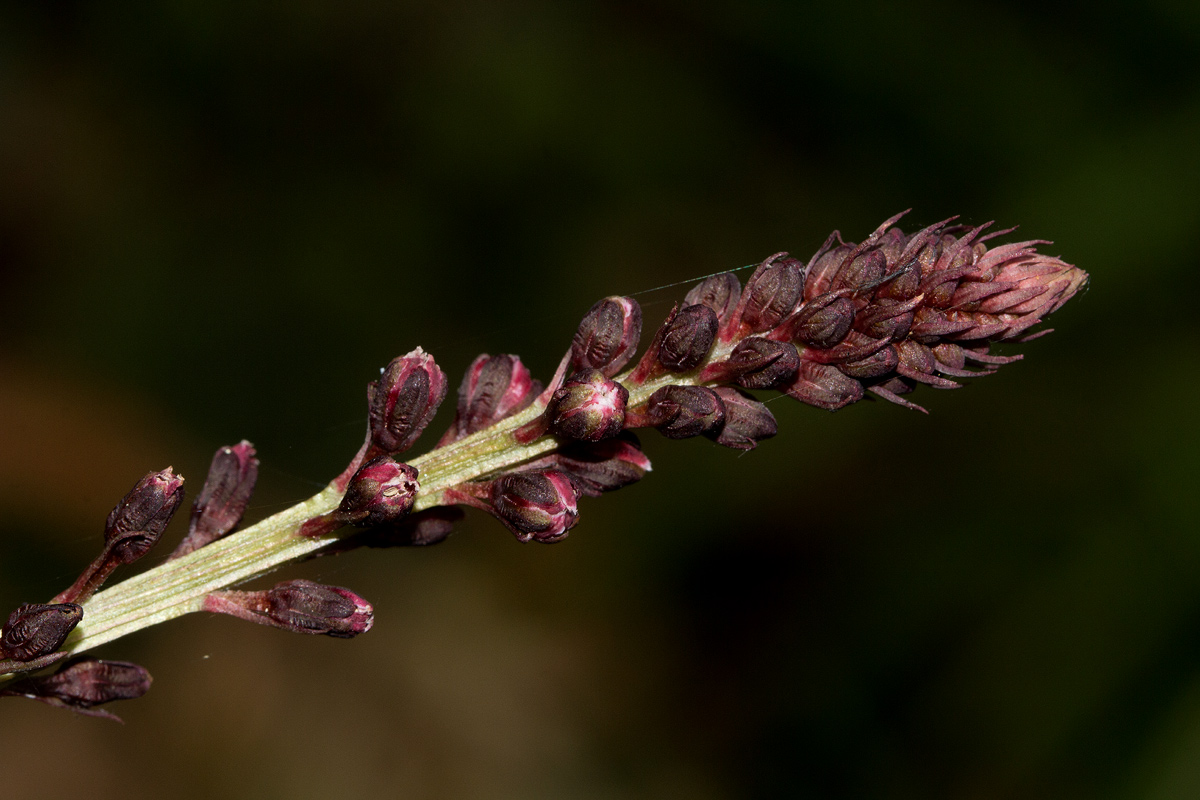 Lysimachia ruhmeriana