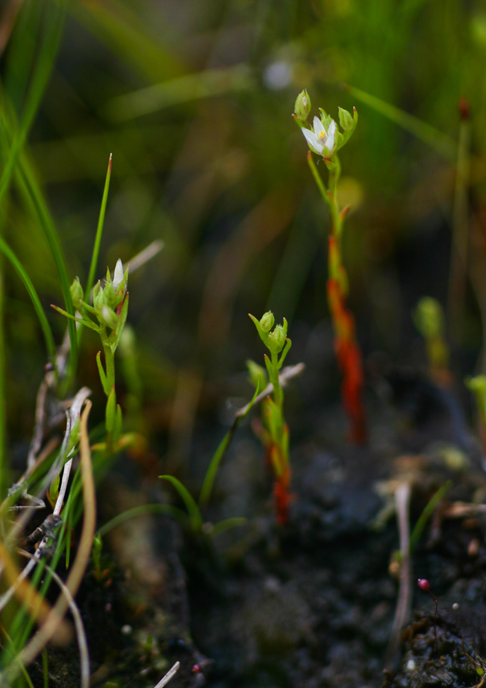 Anagallis acuminata