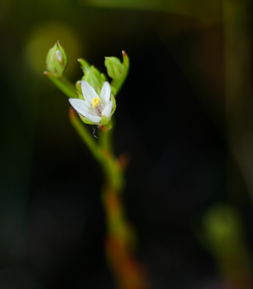 Anagallis acuminata