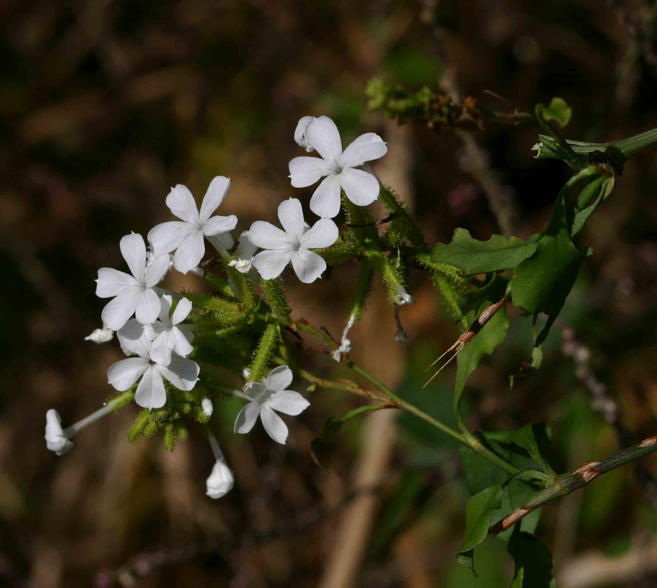 Plumbago zeylanica Plumbago zeylanica