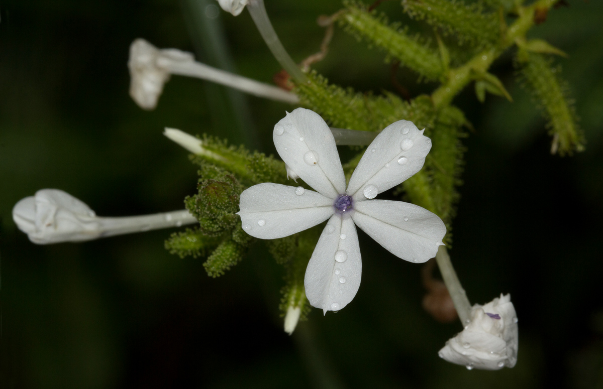 Plumbago zeylanica Plumbago zeylanica