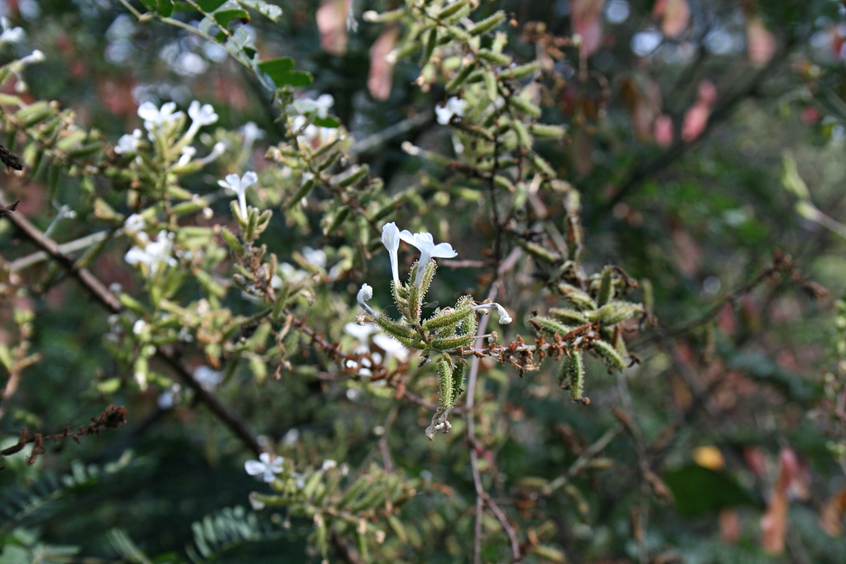 Plumbago zeylanica Plumbago zeylanica