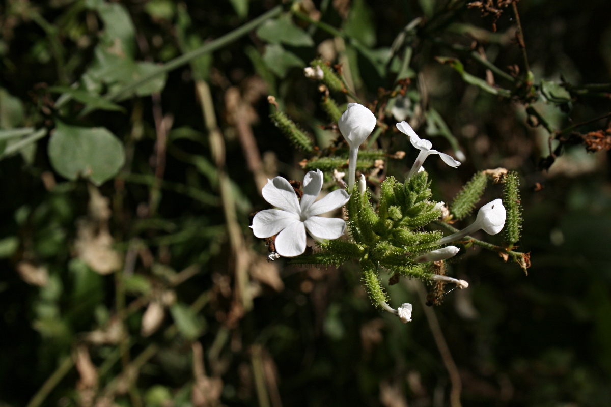 Plumbago zeylanica Plumbago zeylanica