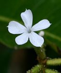 Plumbago zeylanica