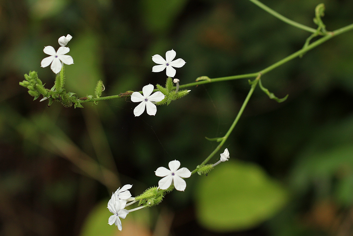 Plumbago zeylanica Plumbago zeylanica
