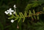 Plumbago zeylanica