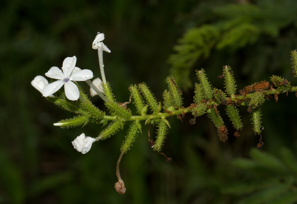 Plumbago zeylanica Plumbago zeylanica