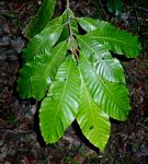 Pouteria adolfi-friedericii subsp. australis