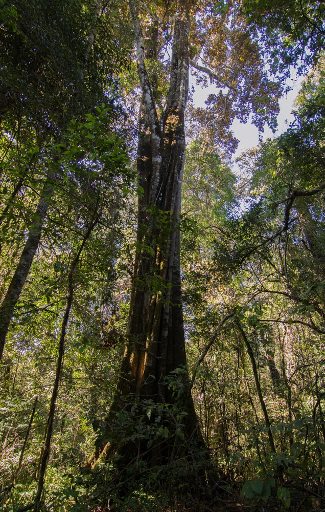Pouteria adolfi-friedericii subsp. australis
