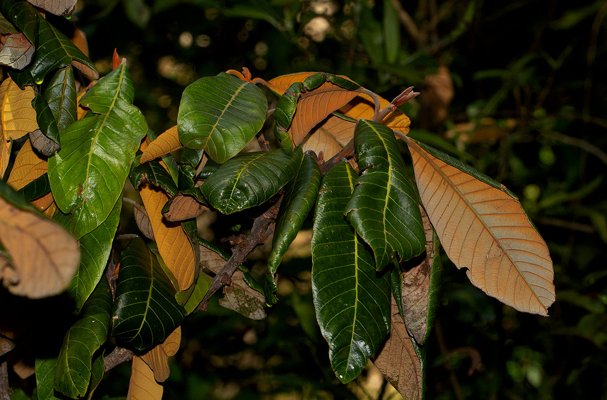 Pouteria adolfi-friedericii subsp. australis