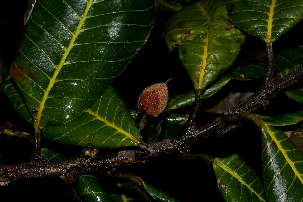 Pouteria adolfi-friedericii subsp. australis Pouteria adolfi-friedericii subsp. australis