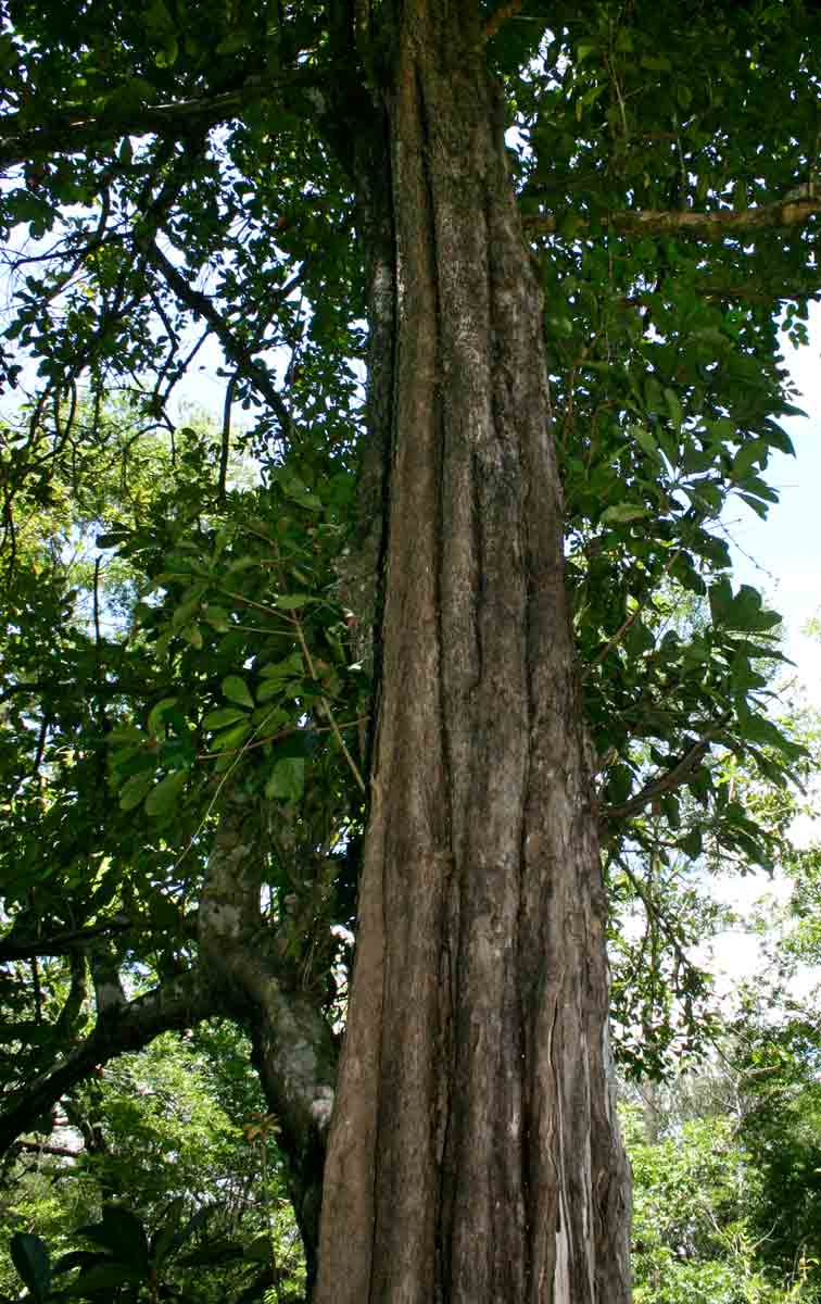 Synsepalum brevipes Synsepalum brevipes
