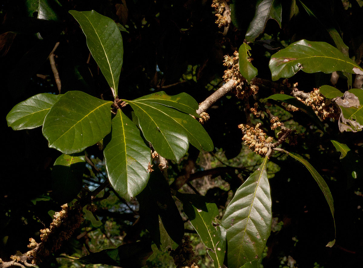 Synsepalum brevipes Synsepalum brevipes