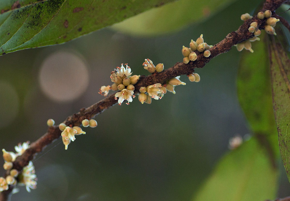 Synsepalum brevipes Synsepalum brevipes