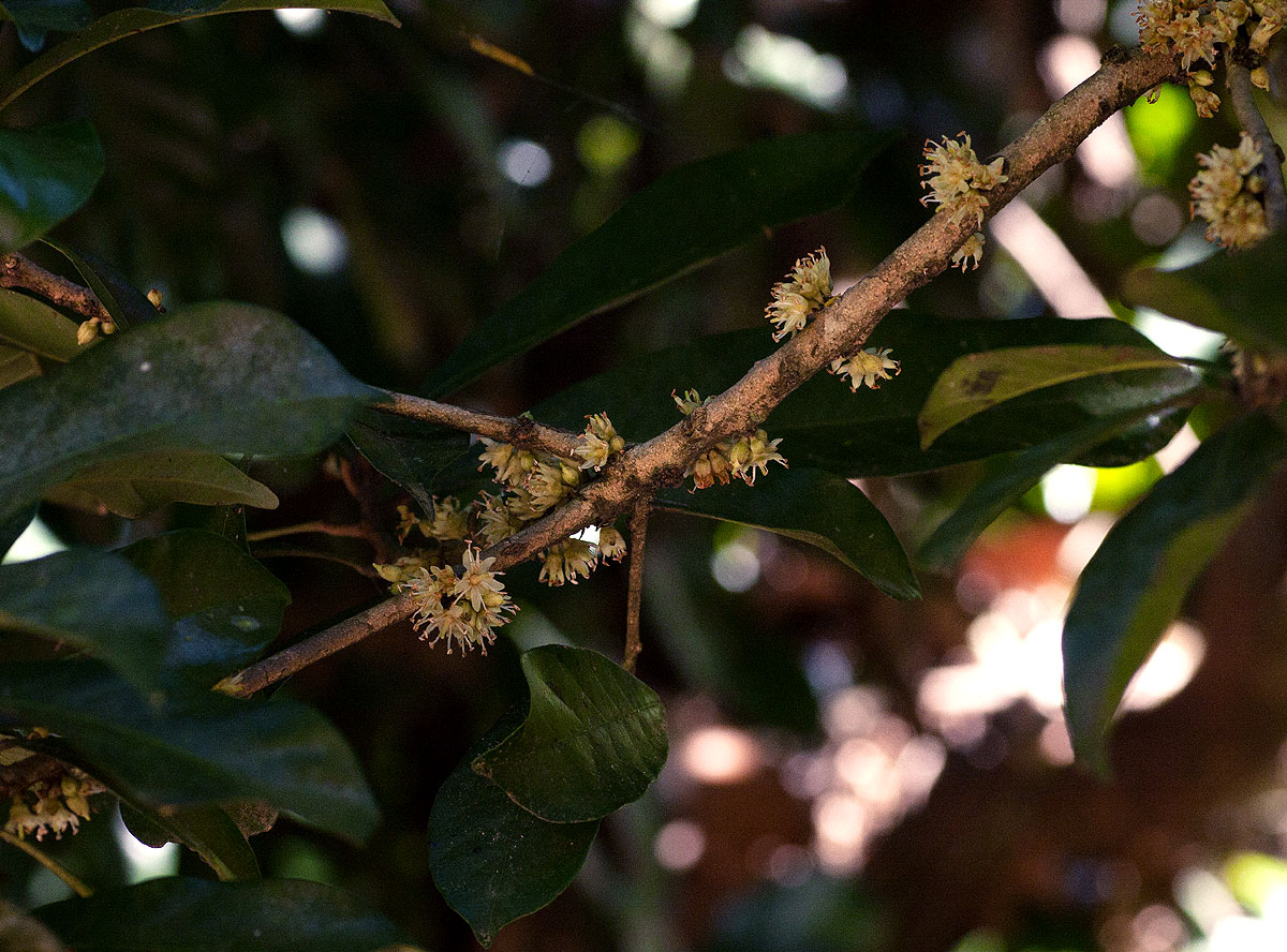 Synsepalum brevipes