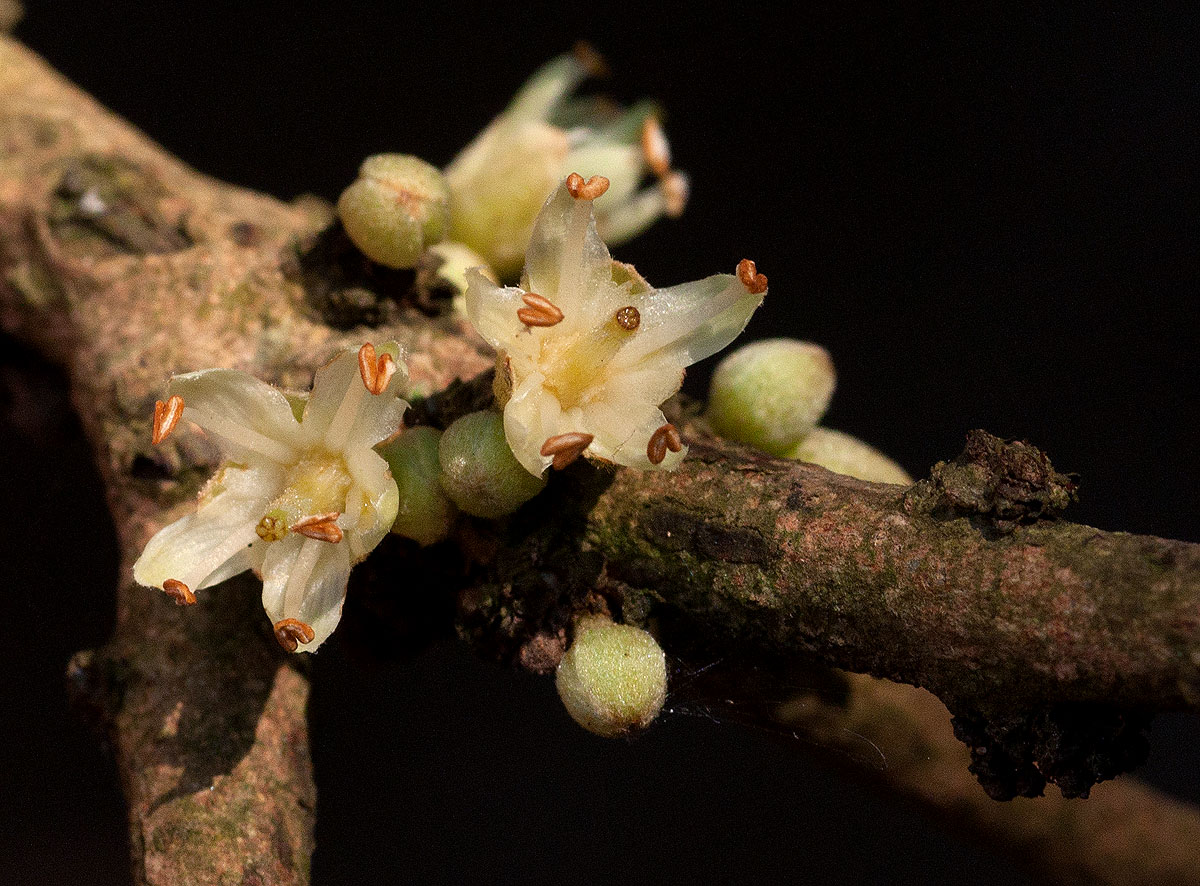 Synsepalum brevipes Synsepalum brevipes