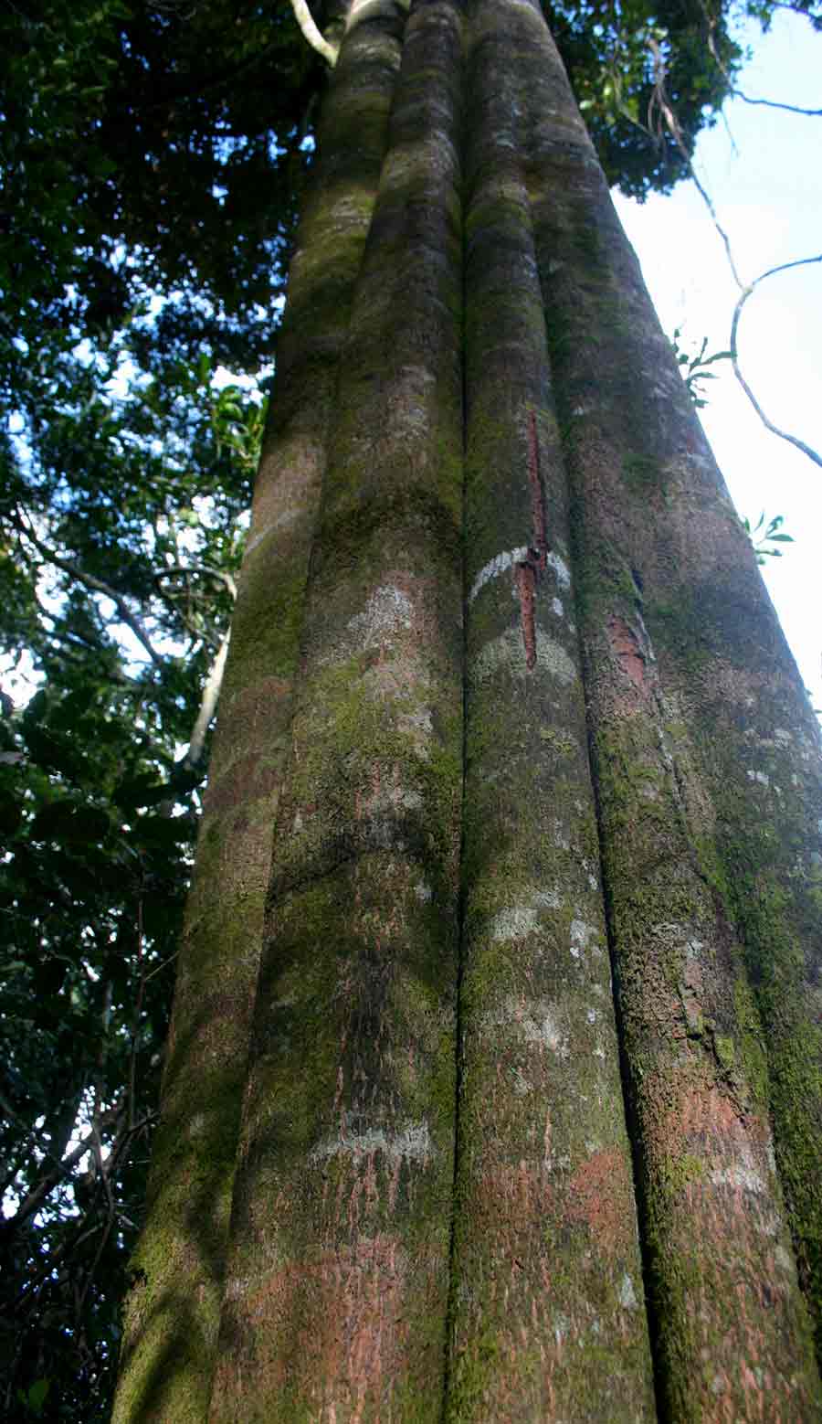 Chrysophyllum gorungosanum