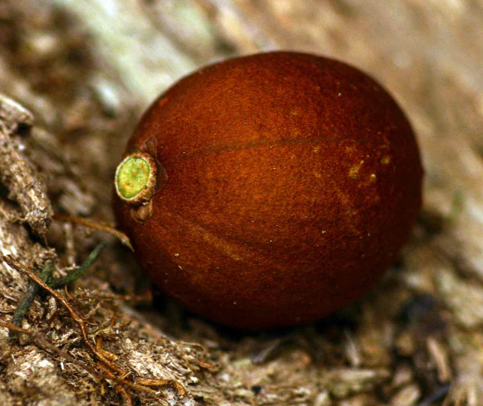 Chrysophyllum gorungosanum