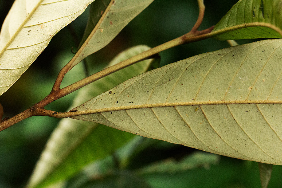 Chrysophyllum gorungosanum Chrysophyllum gorungosanum