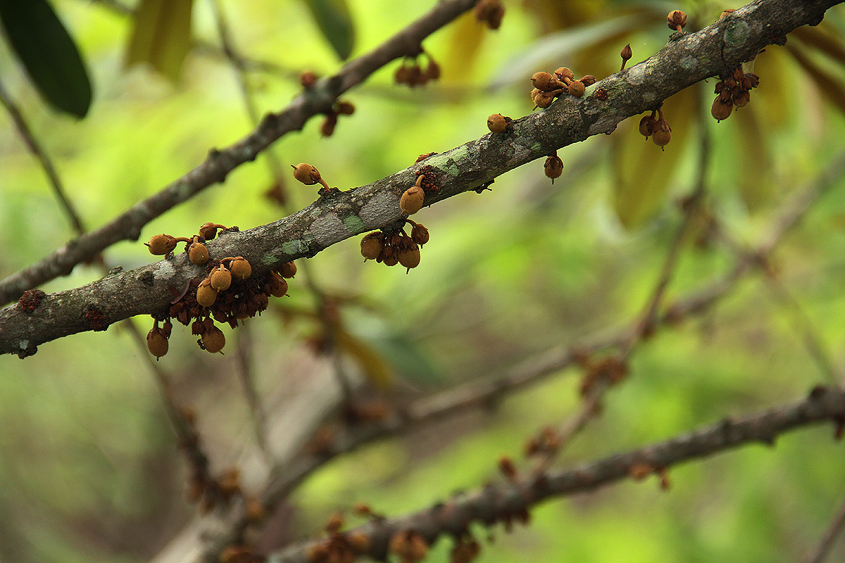 Englerophytum magalismontanum Englerophytum magalismontanum