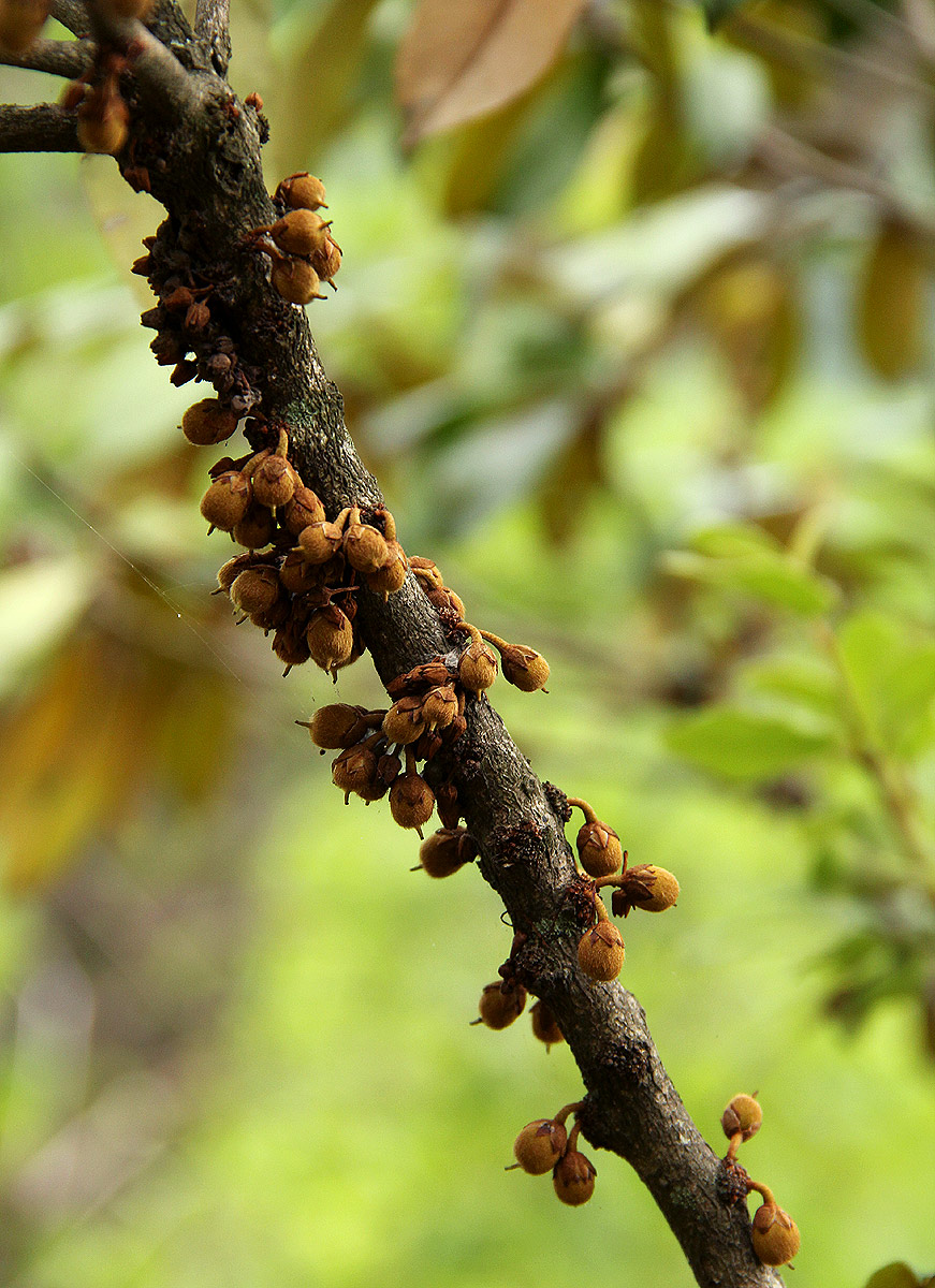 Englerophytum magalismontanum Englerophytum magalismontanum