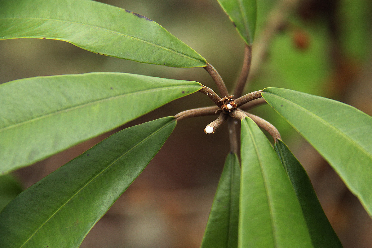 Englerophytum magalismontanum Englerophytum magalismontanum