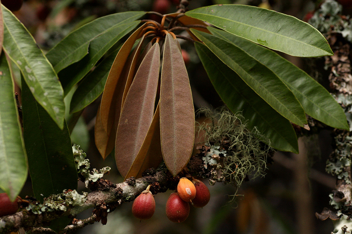 Englerophytum magalismontanum Englerophytum magalismontanum