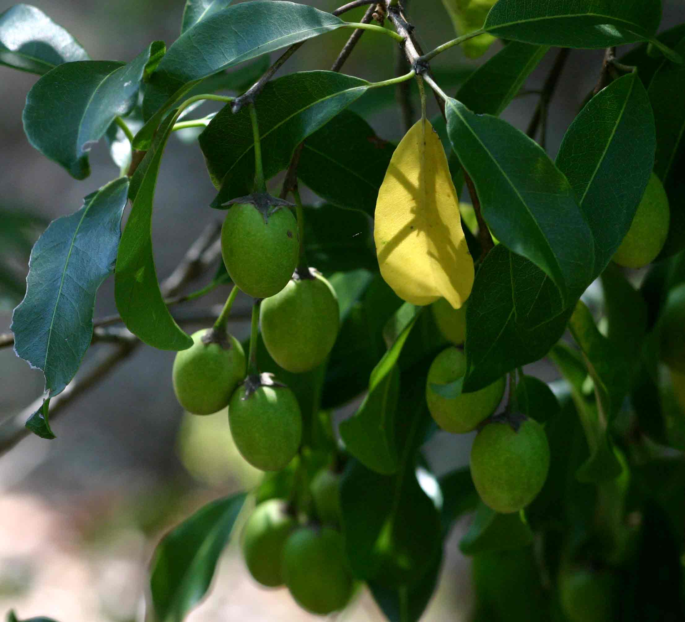 Mimusops zeyheri Mimusops zeyheri