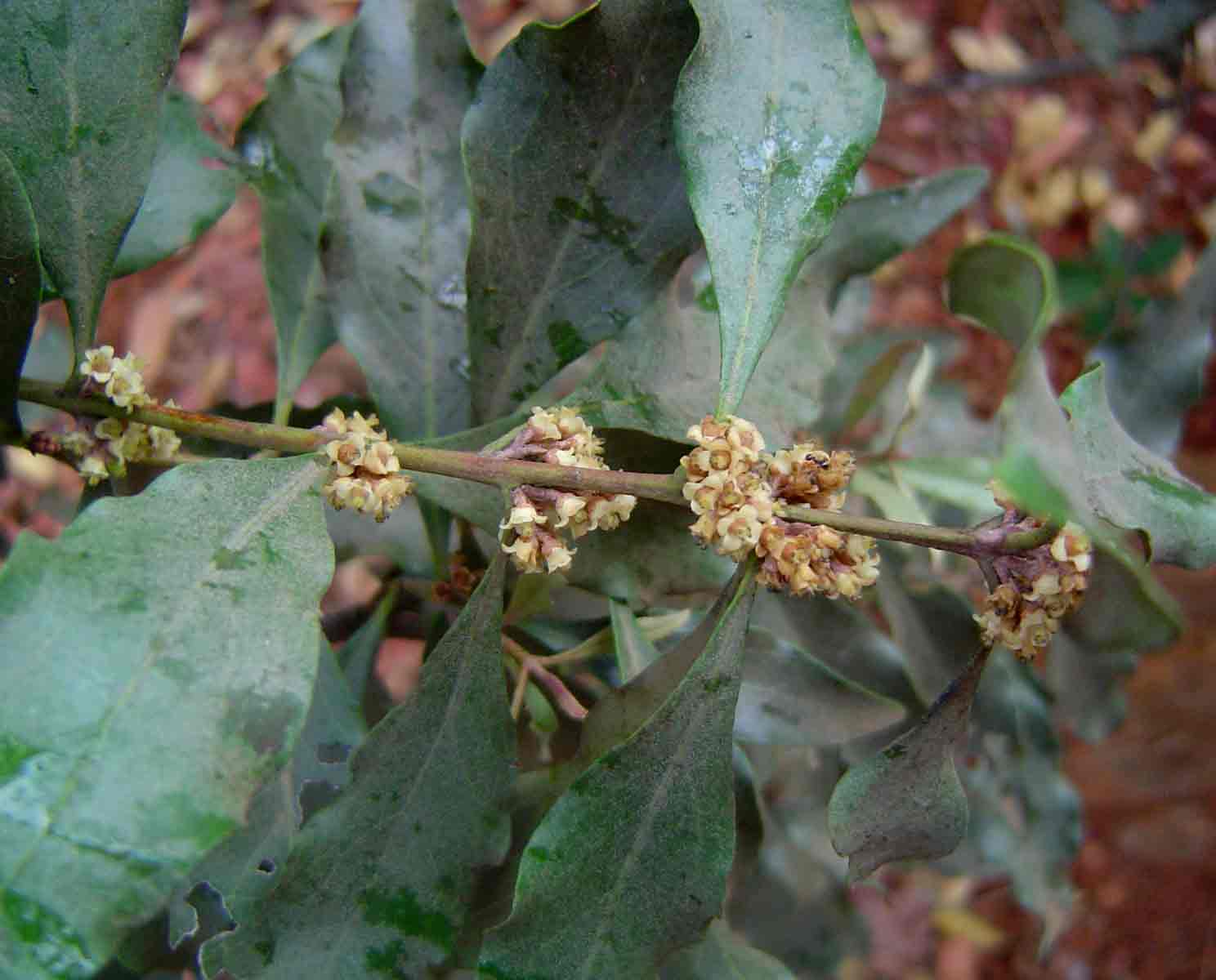 Euclea divinorum