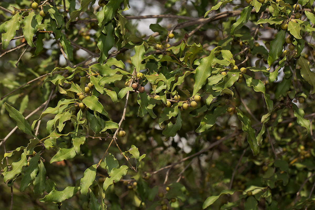 Euclea divinorum Euclea divinorum