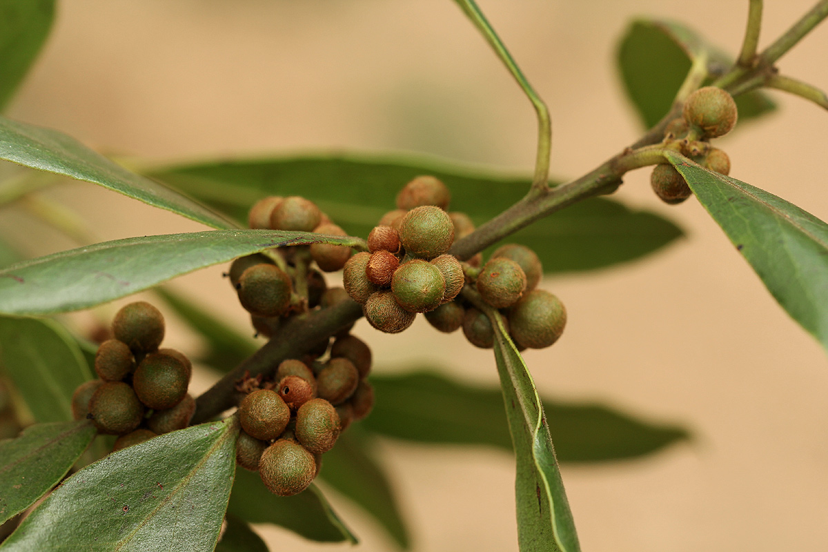 Euclea natalensis subsp. acutifolia Euclea natalensis subsp. acutifolia