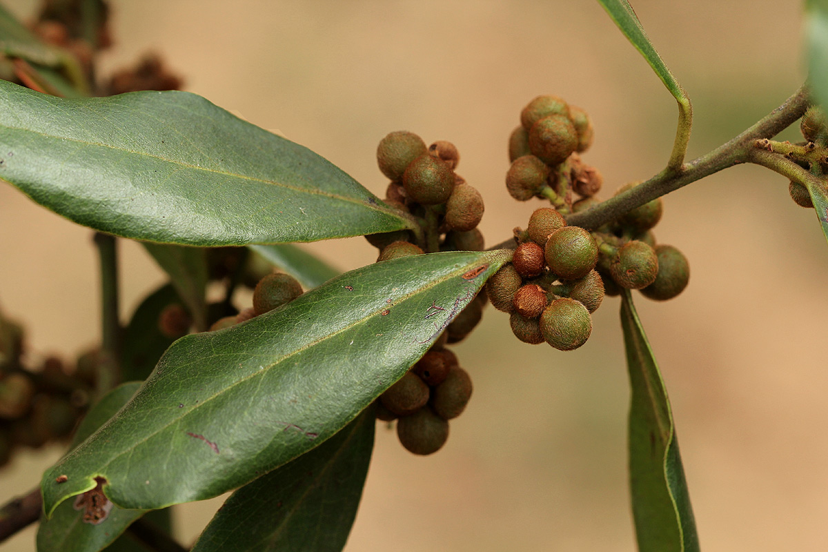 Euclea natalensis subsp. acutifolia Euclea natalensis subsp. acutifolia