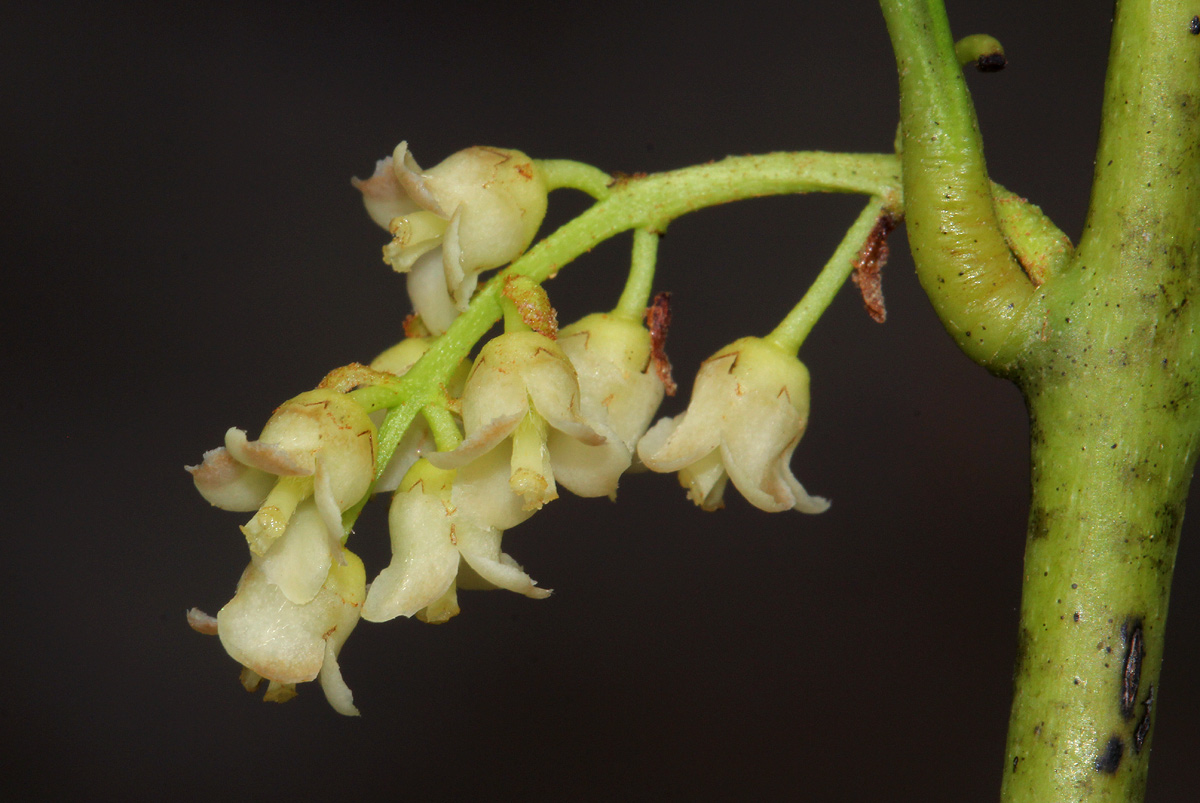 Euclea schimperi Euclea schimperi