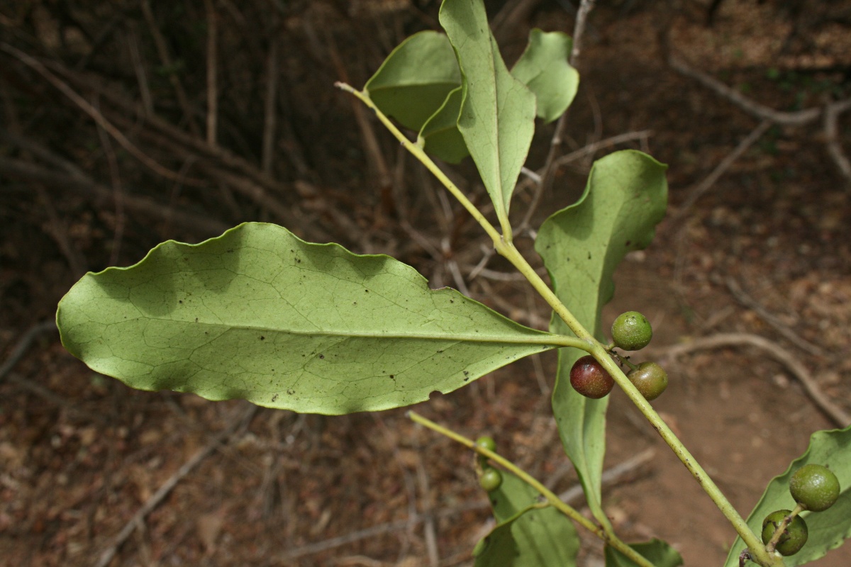Euclea schimperi Euclea schimperi