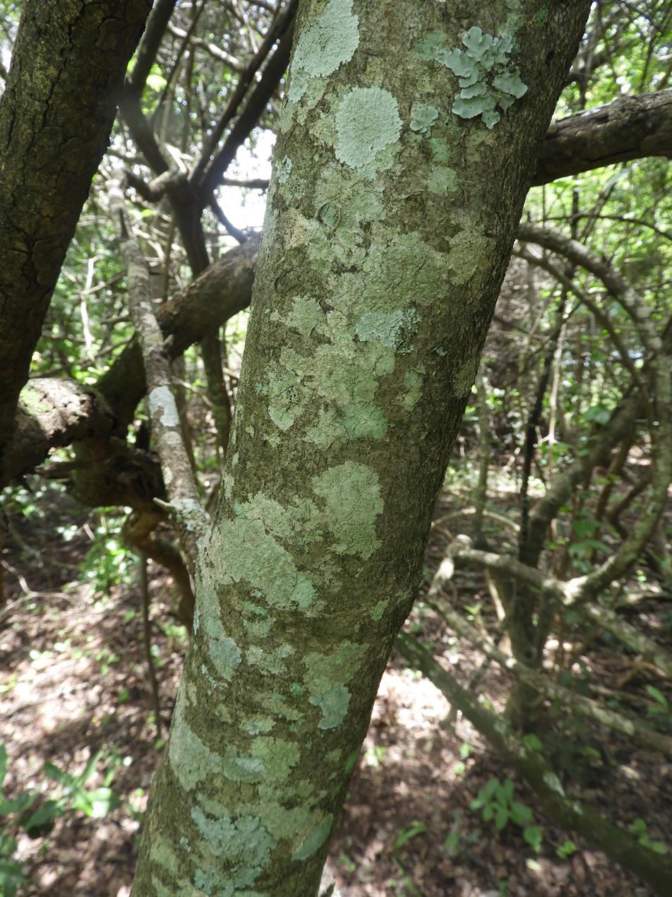 Euclea schimperi Euclea schimperi