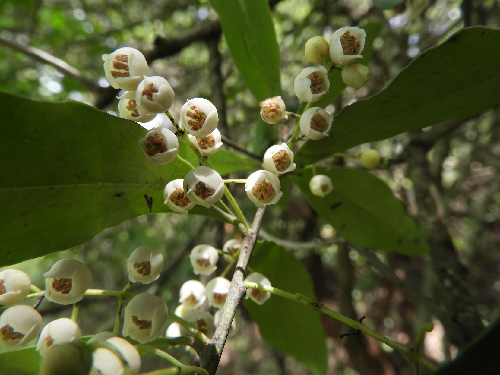 Euclea schimperi Euclea schimperi