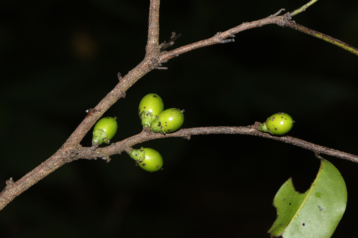 Diospyros abyssinica subsp. abyssinica