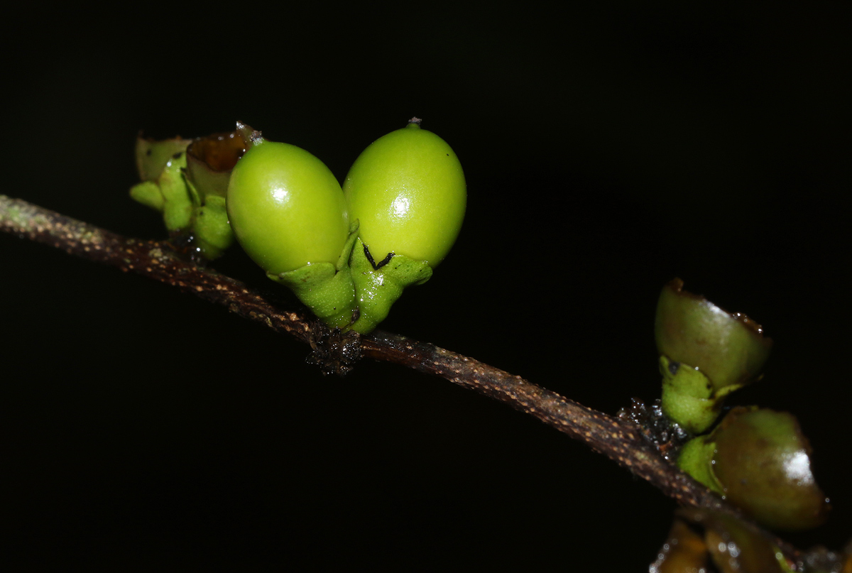 Diospyros abyssinica subsp. abyssinica